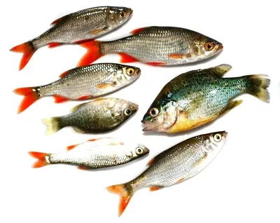 Речные рыбы - трехчастные карточки Монтессори купить и скачать