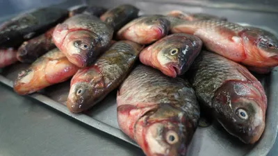 Вкусная речная рыба в духовке по-Махеевски - пошаговый рецепт с фото на  Готовим дома
