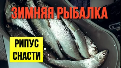 Рипус вкуснейшая рыба. Но пожарить её не так-то просто. - YouTube