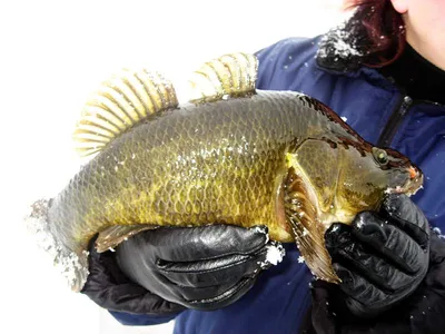Ротан-головешка - самая опасная рыба белорусских водоемов | FishingBY.com