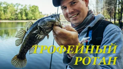 Блог Михаила Холуева. За ротаном со спиннингом . 20 апреля 2016 г.  Рыболовный блог