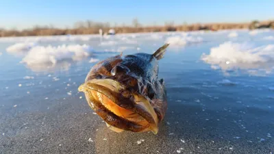 Михаил - \"Страшный\" улов😁. #рыбалка #ротан #рыба #зима... | Facebook