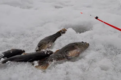 Где и как ловить ротана в Санкт-Петербурге и что это за рыба? Все виды рыбы  способы и места ловли в водоемах Ленинградской области