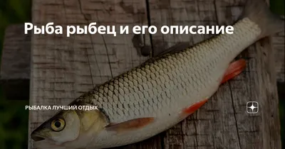 В Ростовской области запретят ловить раков, судака и рыбца