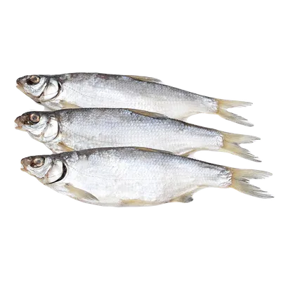 Рыба Рыбец . Ценная промысловая рыба. Промысел ведётся в период нерестового  хода в мае—июне. Черноморского рыбца ловят в бассейне реки… | Instagram