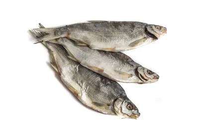 Вяленая рыба. Рыбец жирненький, 1 кг - купить с доставкой по выгодным ценам  в интернет-магазине OZON (579088662)