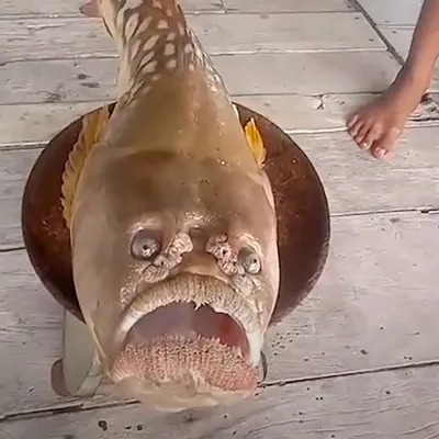 Рыба с человеческим лицом фото фото