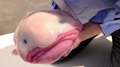 Как называется рыба с красными губами и человеческим лицом