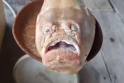 Китайских туристов напугала рыба с человеческим лицом (ВИДЕО)