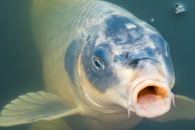 Видео рыбы с «человеческим лицом» набирает популярность в Сети