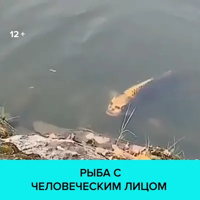 В соцсетях опубликовано видео рыбы с \"человеческим лицом\" - Российская  газета