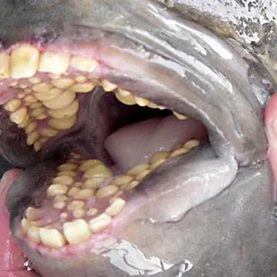 Рыба с человеческим лицом общается с дайвером #elkz #рыба #акула #япон... |  TikTok