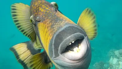 Рыбу с человеческим лицом заметили в Китае – жуткое фото - Развлечения
