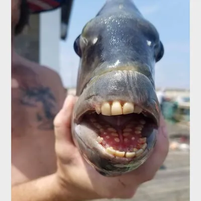Мужчина поймал рыбу с «человеческими зубами»: Люди: Из жизни: Lenta.ru