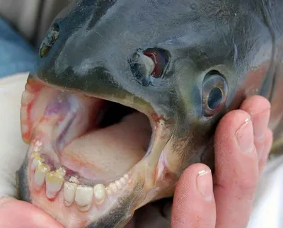 Фото рыбы с человеческими губами и зубами напугало Сеть - TOPNews.RU
