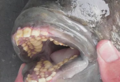 В США обнаружили рыбу с человеческими зубами