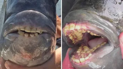 В США моряк поймал рыбу с человеческими зубами
