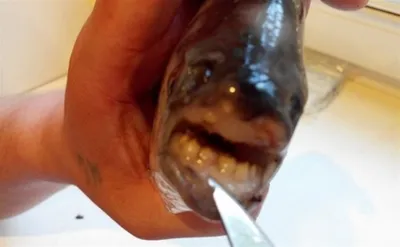 В США поймали жуткую рыбу с человеческими зубами | DonPress.com