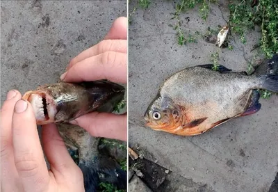 Рыбу с зубами, как у человека, поймал 11-летний мальчик в Оклахоме