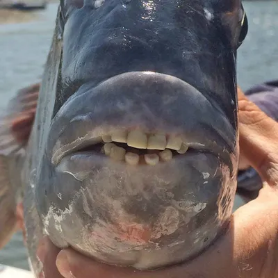 Рыба с человеческими зубами