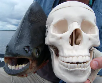 Рыба с «человеческими зубами», которую в последние годы ловят рыбаки по  всей России | сНежная Королева | Дзен