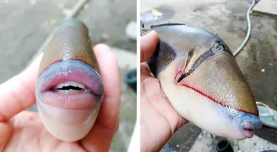 Мужчина в озере выловил рыбу с человеческими зубами (фото)