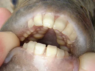 В Штатах рыбак выловил рыбу с человеческими зубами {Изнанка.news}  19.10.2023 07:00:00