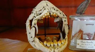 Пиранью с человеческими зубами выловили в шымкентской реке - Телеканал  «Астана»
