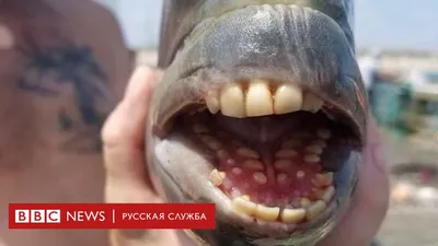 Рыба с человеческими зубами