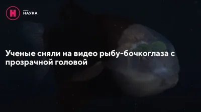 Загадочную рыбу с прозрачной головой сняли на видео в глубинах Тихого  океана - 15.12.2021, Sputnik Южная Осетия