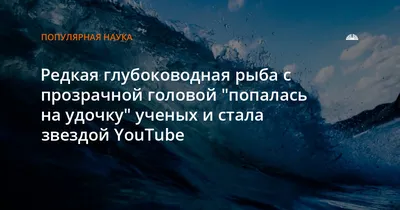 Рыба с прозрачной головой малороотая макропиинна или бочкоглааз - YouTube