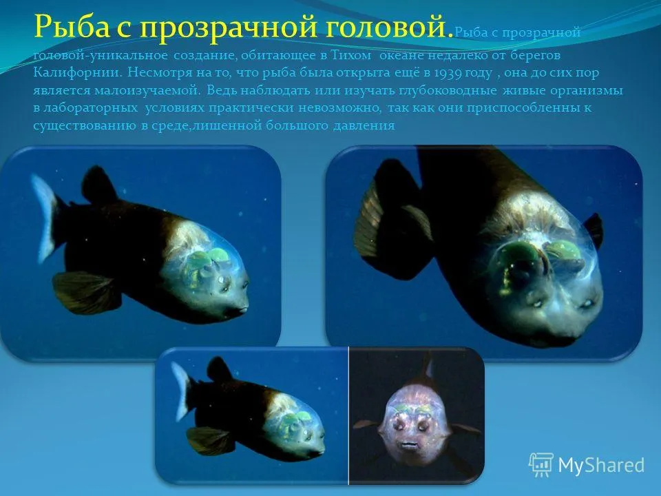 Сообщение удивительные обитатели мирового океана. Малоротая макропинна факты. Рыба с прозрачной головой. Рыба в океане с прозрачной головой. Рыба для презентации.