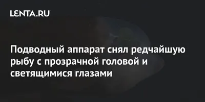 Рыба-бочкоглаз с прозрачным лбом, похожая на инопланетное существо - В мире  животных