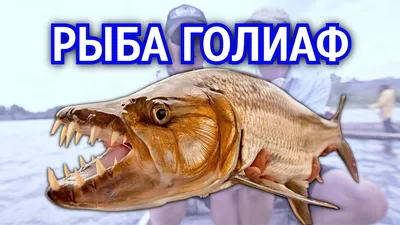 Морские чудовища: мифы и реальность