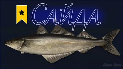 НОВИНКА! Сайда, Норвегия, 800+ - FISH-ALLIANCE