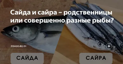 Рыба сайда: фото, описание, вкусная, польза и вред, семейство, как  выглядит, где водится, ловля, виды люр, чем питается, что за промысловая  рыба