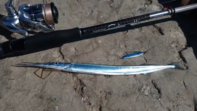 Рыба игла пресноводный сарган: содержание, фото-видео обзор