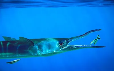 Средиземноморский сарган - рыба, предшественник динозавров - Блоги Кипра