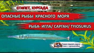 Мой блог. Крым. Сарган – рыба моей мечты. 22 октября 2016 г. Рыболовный блог