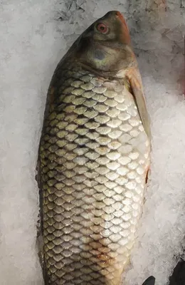 Шикарная рыба Сазан в озере Чаны