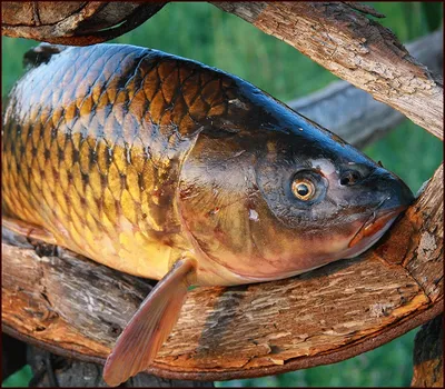 Рыболовный Клуб \"Золотой Сазан\" - От наших прекрасных рыбаков и рыбачек✌️  #repost @natalia_sumishevskya ・・・ Реееетяяяятааааа!!!! Это просто бомба!  Столько эмоций. Самая большая рыба в моей жизни 😱 Спасибо @goldsazan  #золотойсазан #белуга ...
