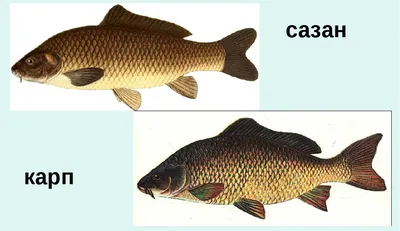 Карп и сазан. В чём отличия, какая из рыб лучше. | Рыболов-Турист | Дзен