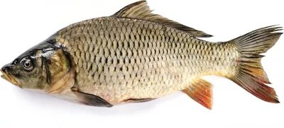 Сазан (Cyprinus carpio) | FishingBY.com