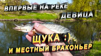 В реках тверского заповедника исследовали хищных существ из \"ужастиков\" -  ТИА