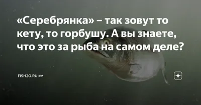 Горбуша не обещает больших подходов в 2020 году