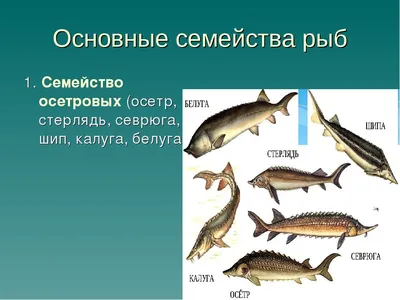 Снова задержали с осетром и севрюгой | Приазовская степь