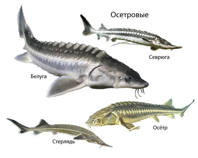 Осетровые рыбы: Что мы знаем... - Рыбком. Рыболовный Компас. | Facebook