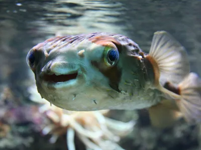 Чем опасна рыба фугу? | Александр Толмачёв отвечает на вопросы | Дзен