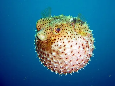 File:Аротрон колючий (arothron hispidus). Рыба-шар.Kugelfisch.IMG  4302BE.jpg - Wikimedia Commons