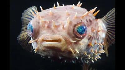 Фото «Звездно-полосатая рыба-шар» из фотогалереи «Рыбы Шарм» отель «Fantazia